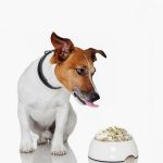 Is Basmati Rice Okay for Dogs