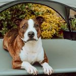 Is B and M Dog Friendly