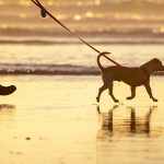 Is Bude Beach Dog Friendly