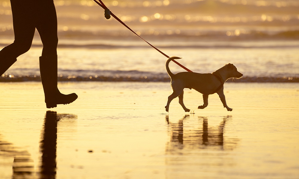 Is Bude Beach Dog Friendly