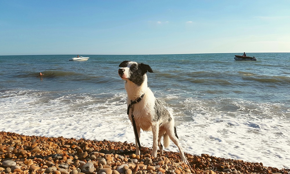 Is Charmouth Beach Dog Friendly