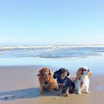 Is Cromer Beach Dog Friendly