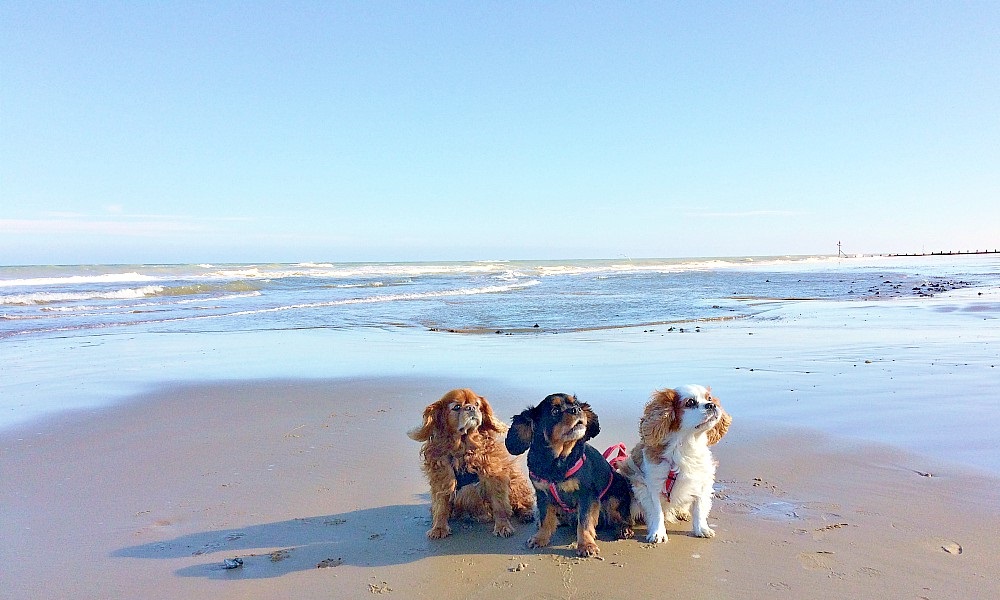 Is Cromer Beach Dog Friendly