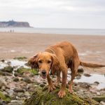 Is Filey Beach Dog Friendly