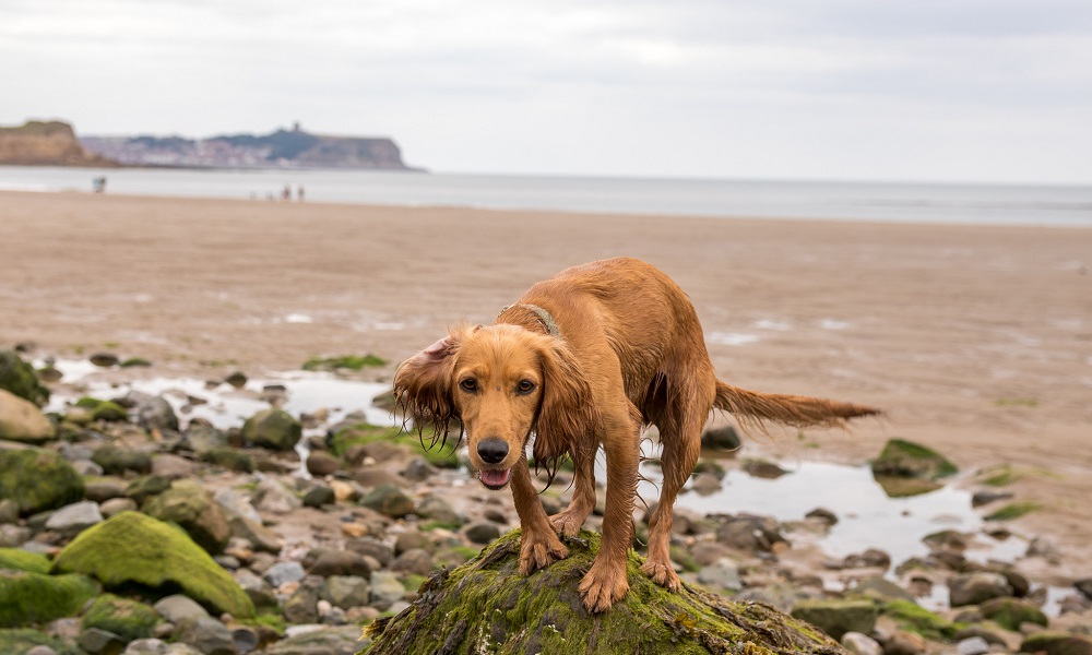 Is Filey Beach Dog Friendly