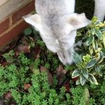 Is Goosegrass Poisonous to Dogs