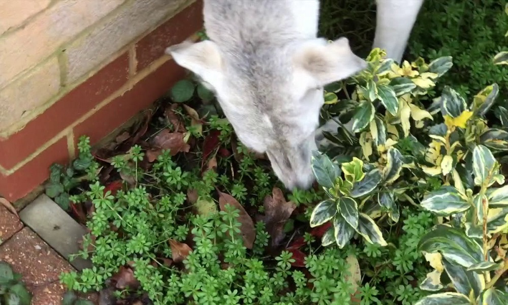 Is Goosegrass Poisonous to Dogs