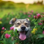 Is Heuchera Poisonous to Dogs