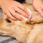 Is It Normal for Dogs Ears to Be Warm