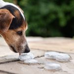 Is It Ok to Give Dogs Ice Cubes