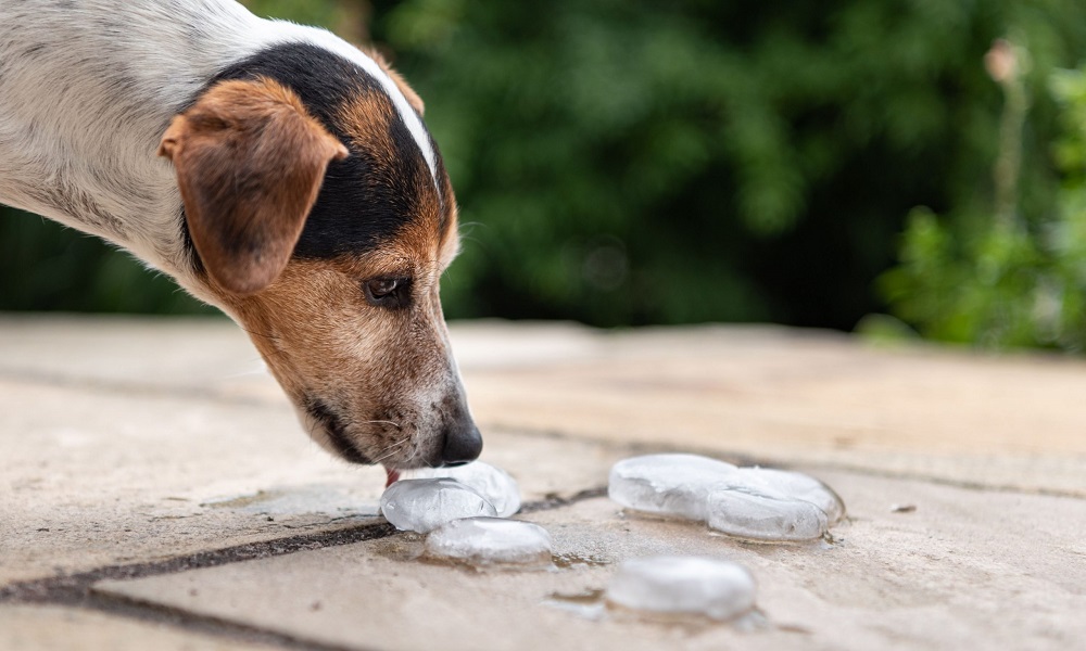 Is It Ok to Give Dogs Ice Cubes