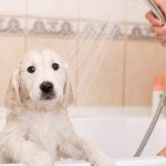 Is It Weird to Shower With Your Dog