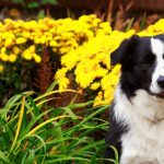 Is Laburnum Poisonous to Dogs