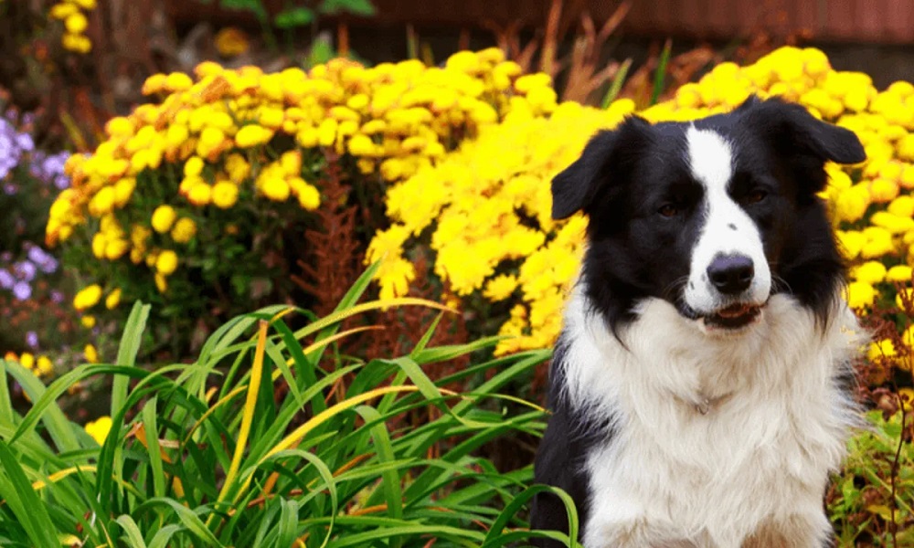 Is Laburnum Poisonous to Dogs