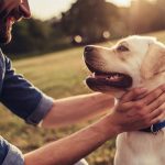 Is Lemon Oil Safe for Dogs