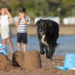 Is Paignton Beach Dog Friendly