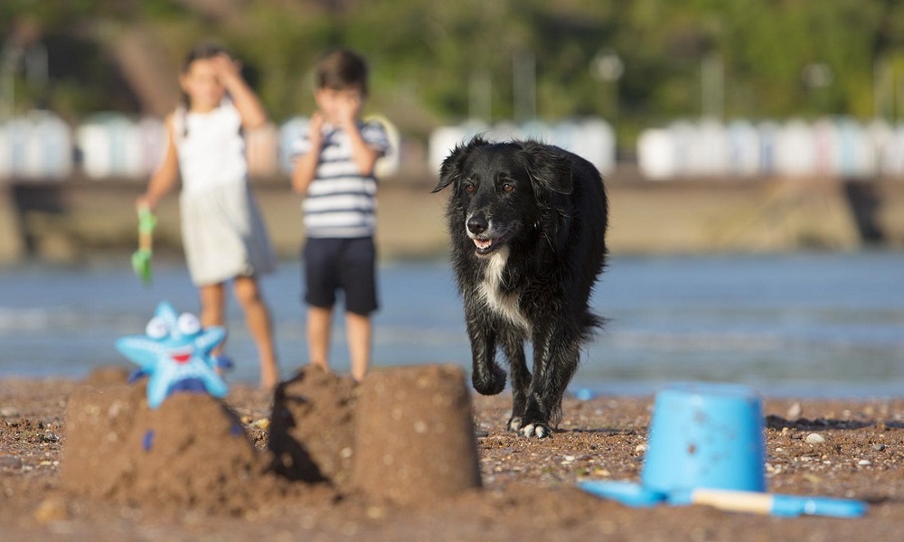 Is Paignton Beach Dog Friendly