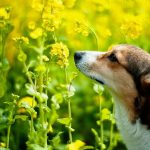 Is Rapeseed Bad for Dogs