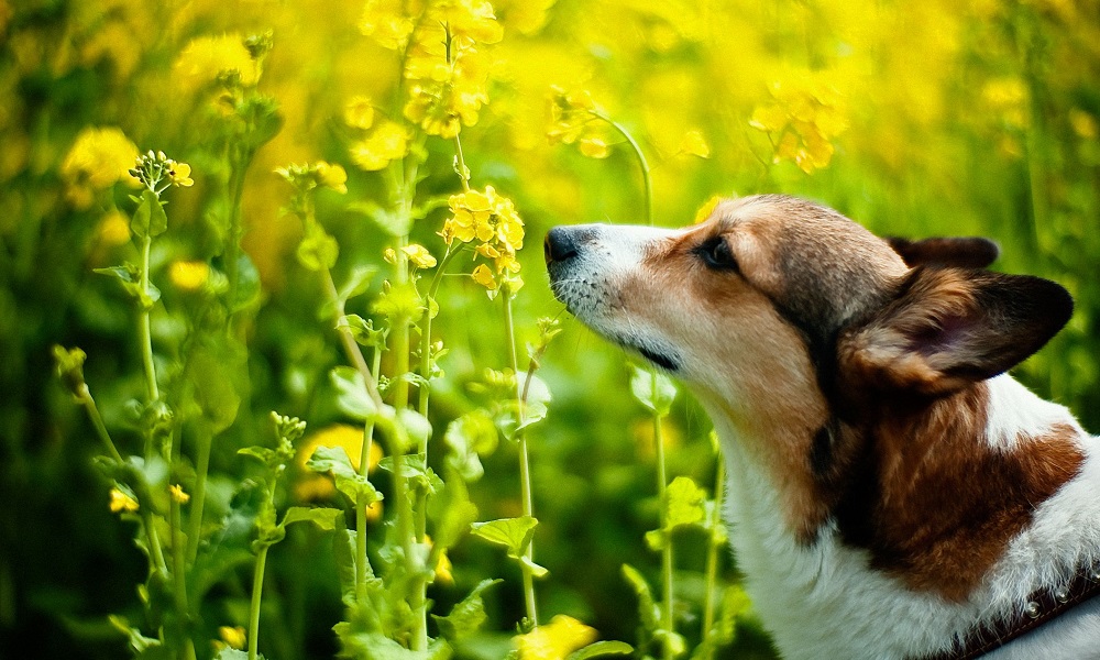 Is Rapeseed Bad for Dogs