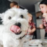 Is Salt Bad for Dogs Uk