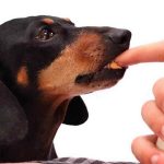 Is Sunpat Peanut Butter Safe for Dogs