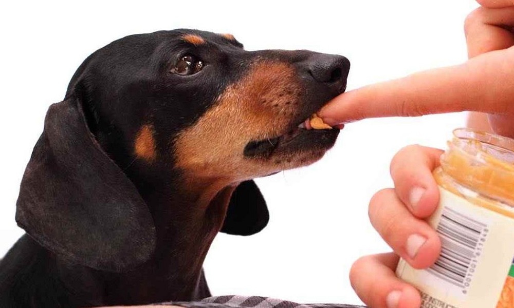 Is Sunpat Peanut Butter Safe for Dogs
