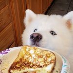 Is Toast Good for Dogs