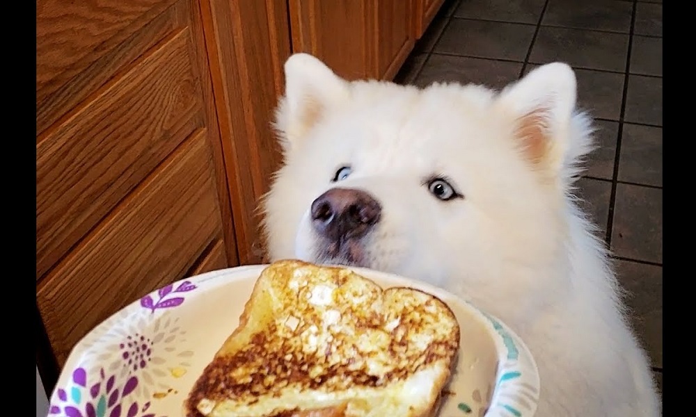 Is Toast Good for Dogs