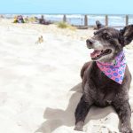 Is West Wittering Beach Dog Friendly