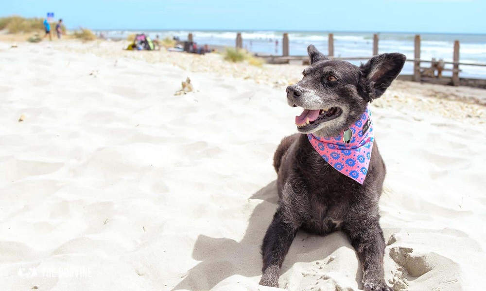 Is West Wittering Beach Dog Friendly