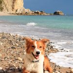Is Weymouth Beach Dog Friendly