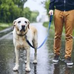 Should I Walk My Dog in the Rain