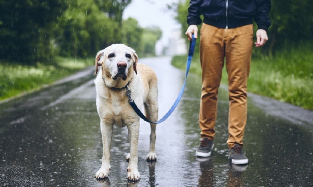 Should I Walk My Dog in the Rain