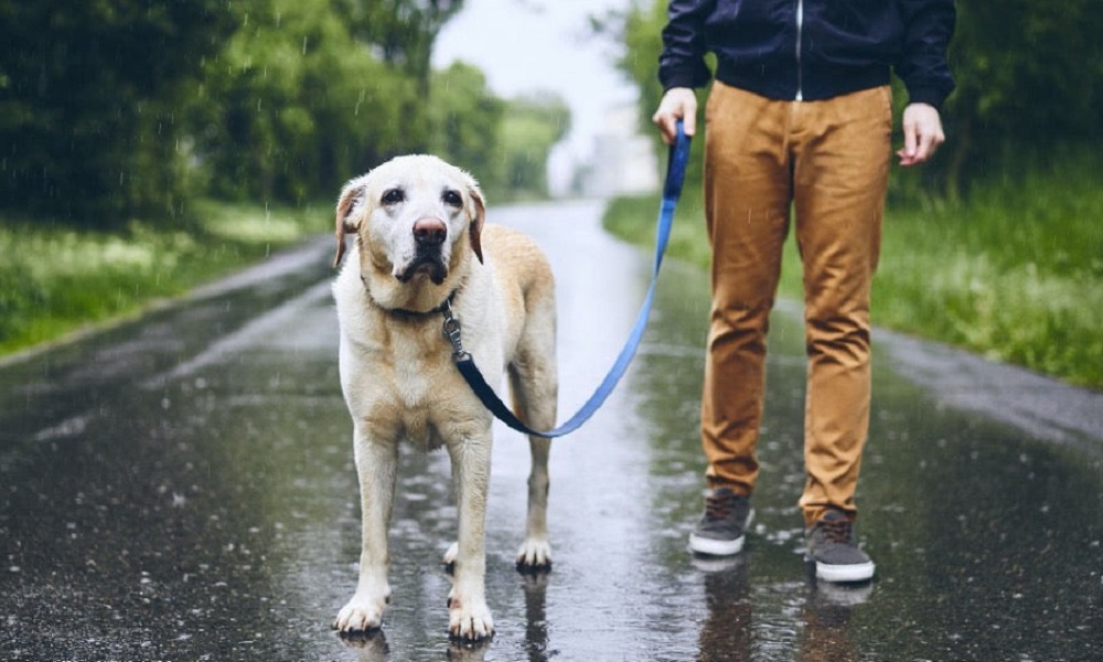 should-i-walk-my-dog-in-the-rain-pet-help-reviews-uk