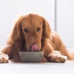 What Cereal Can Dogs Eat