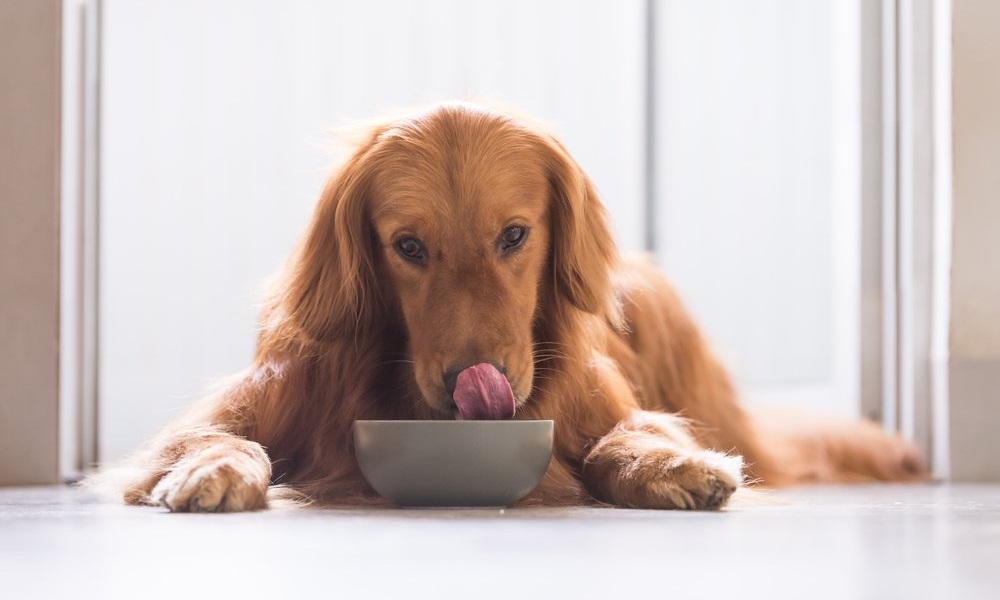 What Cereal Can Dogs Eat