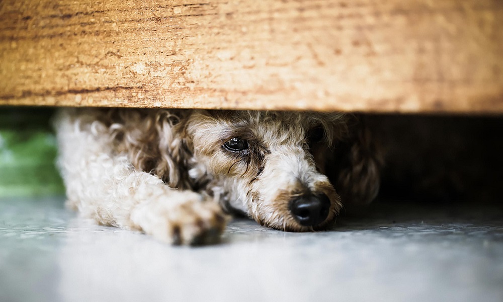 What Does It Mean When a Dog Isolates Himself