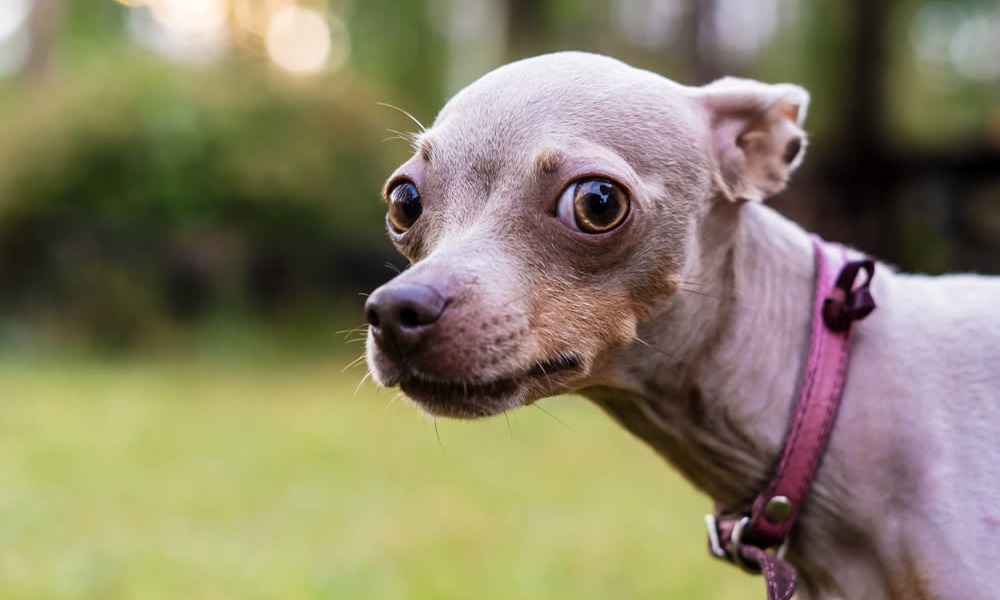 What Does It Mean When Dogs Put Their Ears Back