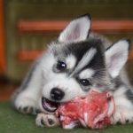 What Does Raw Dog Mean