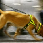 What Happens If a Sniffer Dog Stops You UK