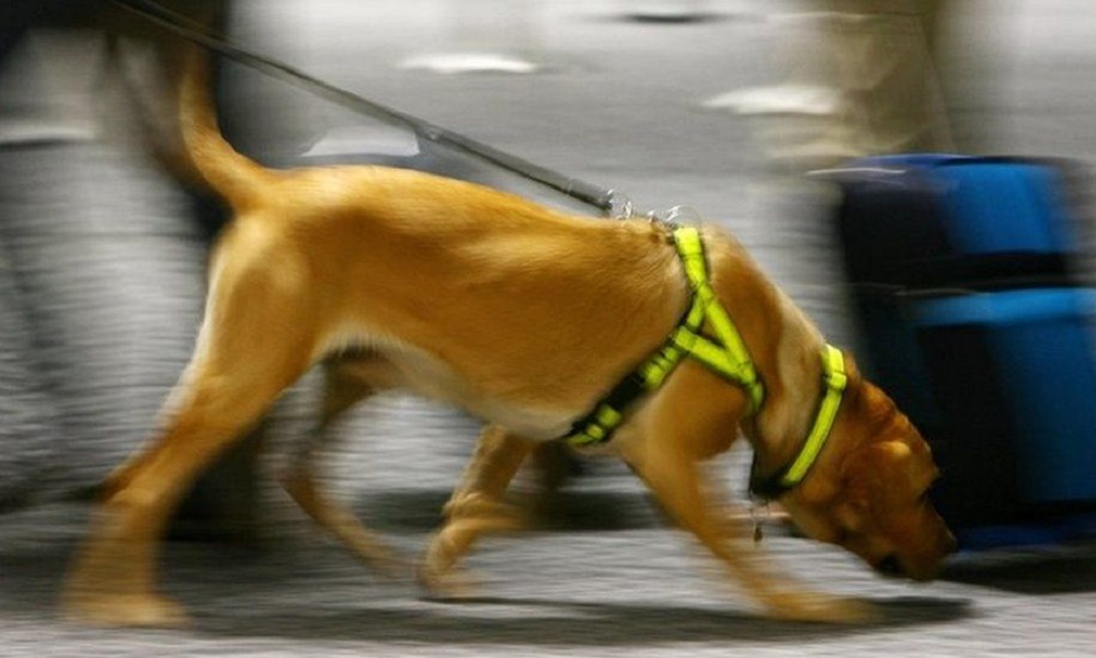 What Happens If a Sniffer Dog Stops You UK