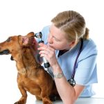 What is Canker in Dogs