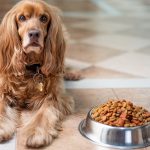 What is Complete Dog Food