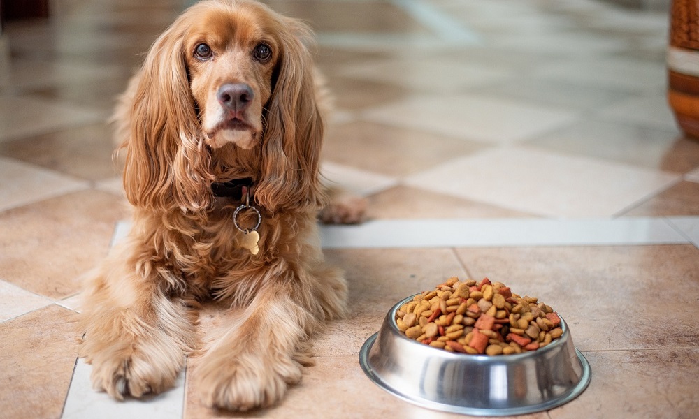 What is Complete Dog Food