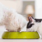 What is Crude Ash in Dog Food