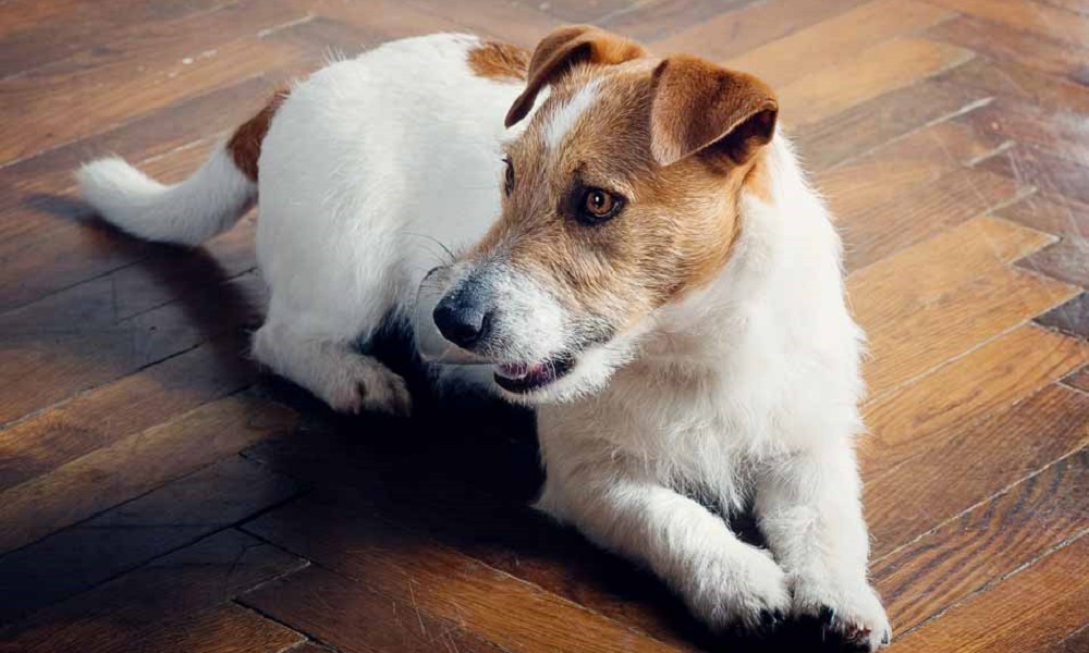When is a Jack Russell Considered a Senior Dog