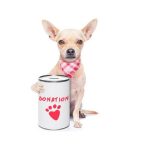 Where Can I Donate Dog Food near Me Uk