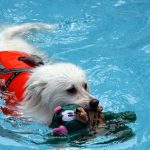 Where Can I Take My Dog for a Swim