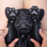Where Do Dogs Like to Be Tickled