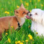 Why Do Dogs Eat Fox Poo